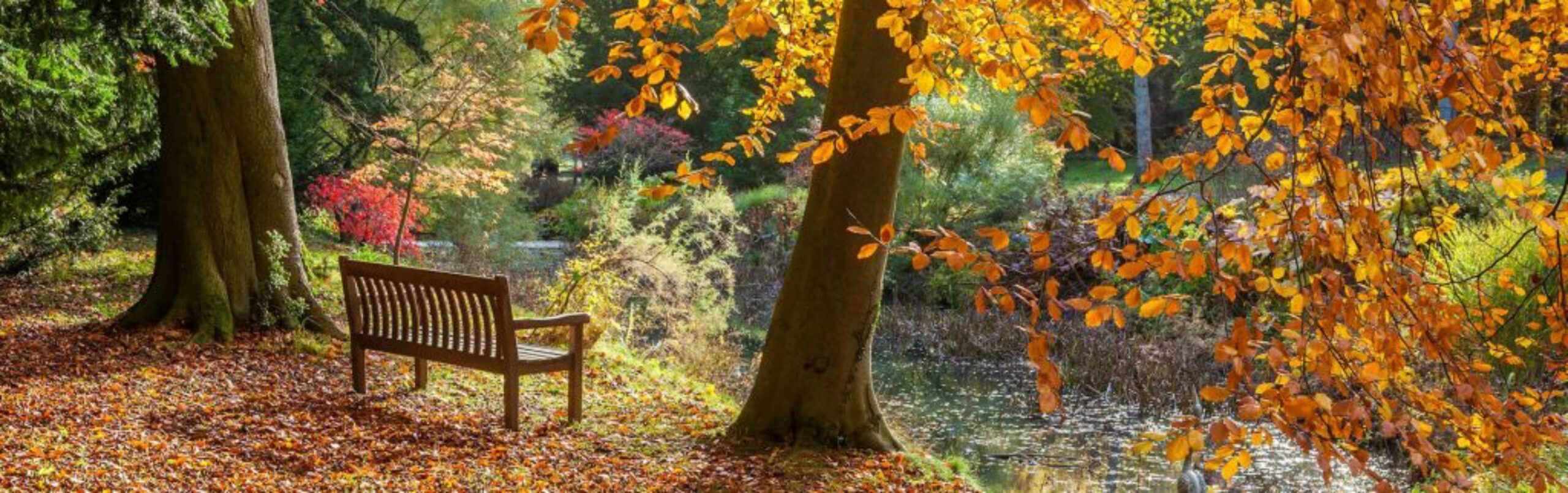 Arboretum landscape