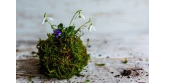 Snowdropkokedama2_19092024_1543 (1)